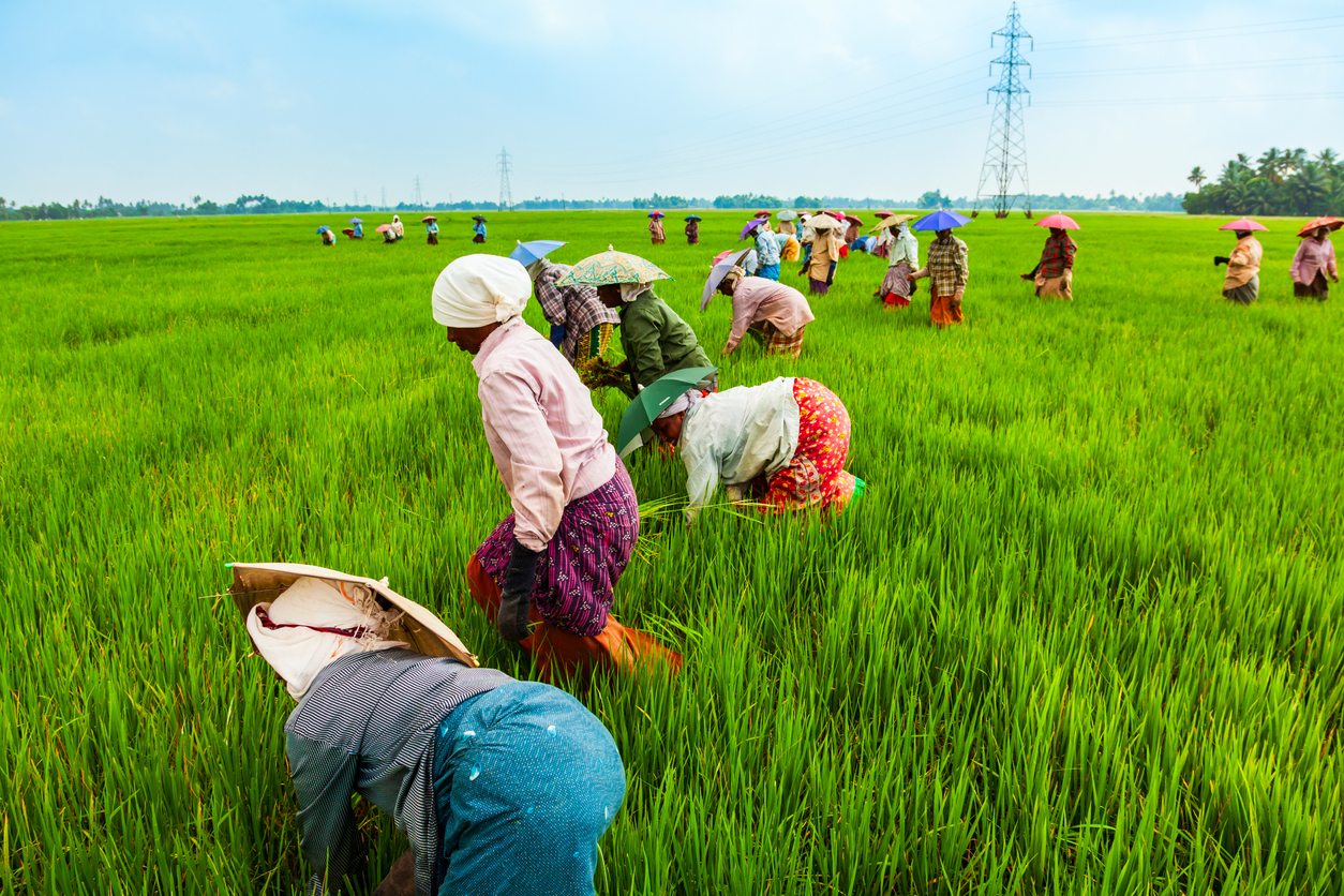 Farm workers at a paddy field in Kerala's Alappuzha district. Financial crisis budget