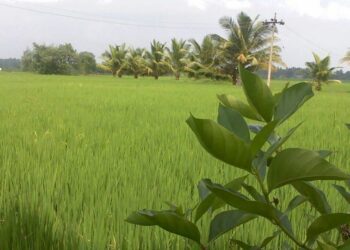 land records Tamil Nadu
