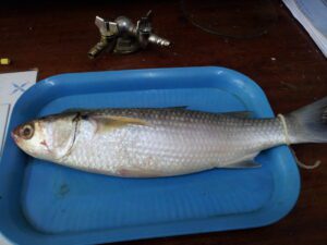 Flathhead Grey Mullet, or Thirutha, a brackish water fish found in the backwaters of Kerala.