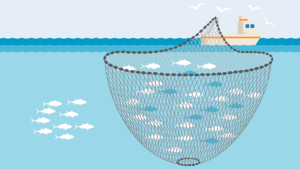 Purse seine net fishing Tamil Nadu