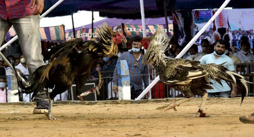 A cockfight in Andhra Pradesh. (Supplied)