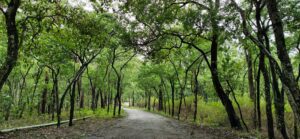 Marayoor sandalwood reserve. (KA Shaji)