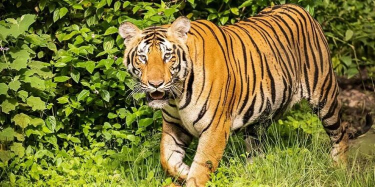 Tiger attack Wayanad