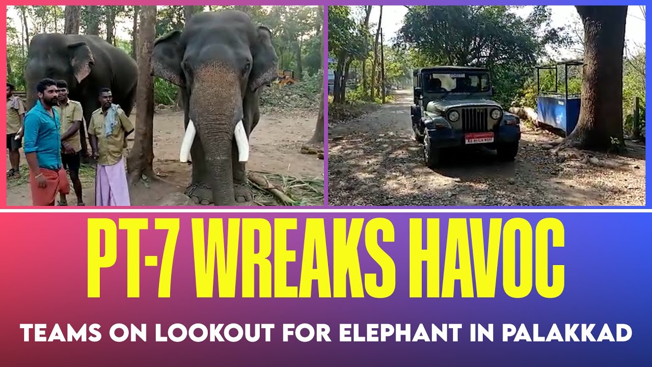 Notorious PT-7 elephant wreaks havoc in Palakkad