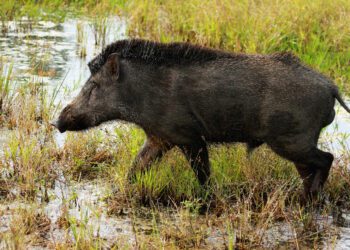 Wild boar Karnataka farmers