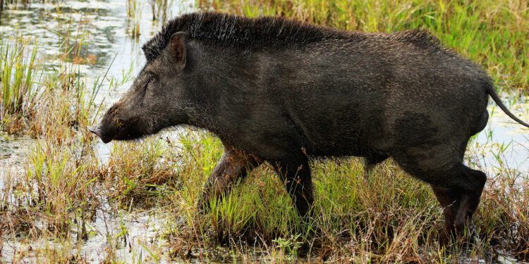 Wild boar Karnataka farmers