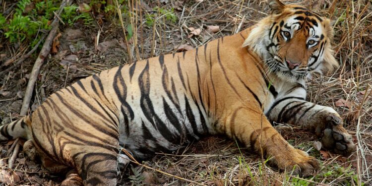 Wayanad tiger death killed