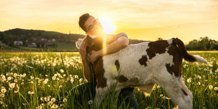Hugging with cow will bring emotional richness said the notice. (Simon Skafar)