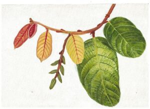 Leaves of the Cryptocarya anamalayana illustrated by AP Madhavan. (Supplied)