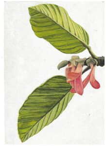 Leaves of Dipterocarpus bourdillonii, a critically endangered species found in Anamalai Hills, illustrated by AP Madhavan. (Supplied)