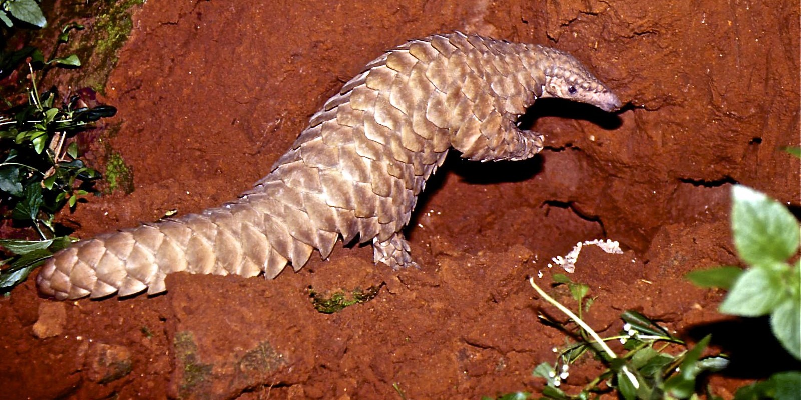 Now, Andhra Pradesh to count pangolins with camera traps set up for  monitoring tigers - The South First