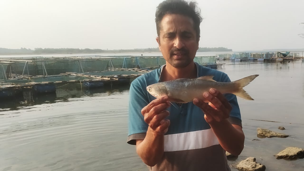 Indian salmon aquafarmer in Andhra Pradesh with the fish grown in cages.