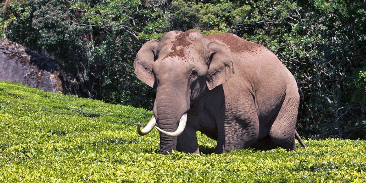 Wild elephant (Creative Commons)