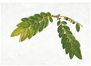 Leaves of Phyllanthus anamalayanus, a critically endangered species found in Anamalai Hills, illustrated by AP Madhavan. (Supplied)