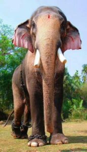 Thechikottukavu Ramachandran is titled 'Ekachathrapathi, the only emperor. (Facebook/Kerala Suffering Elephants)