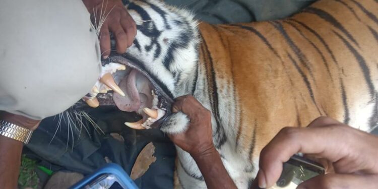 Forest Officials capture 12-year-old female tiger that mauled two men in Udupi