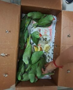 Rescued Alexandrine Parakeets