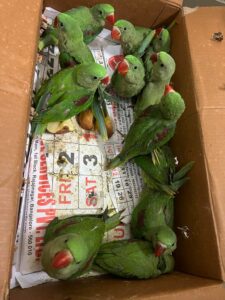 Alexandrine Parakeets rescued
