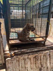 leopard rescued