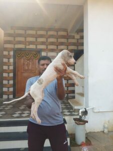 Breeder Basavaraj with a Mudhol pup. (Supplied)