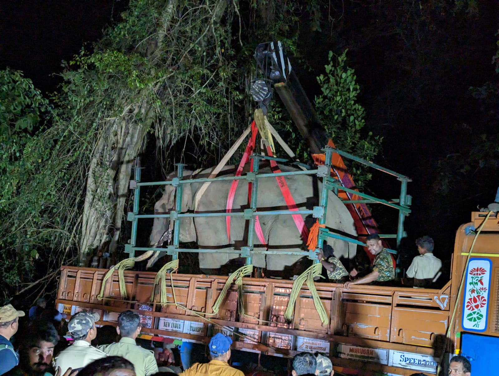 Caputured tusker getting shifted to a truck by a crane in Kadaba