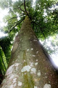 Agarwood Tree. (WWF)