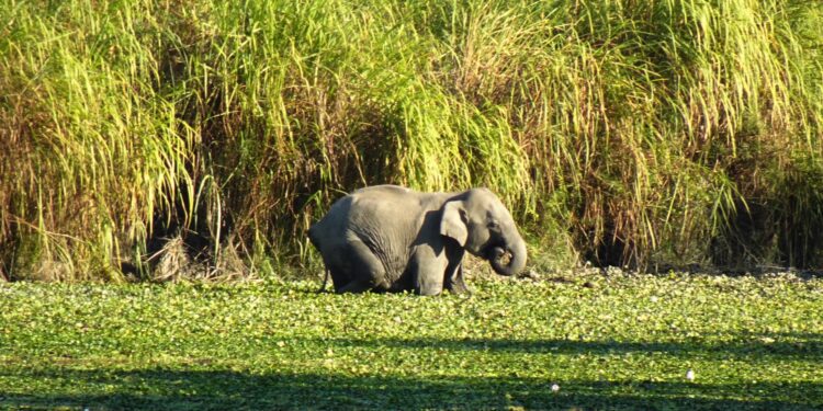 According to statistics, 42 people died in elephant attacks in the Munnar-Devikulam stretch in the last 13 years. (Representational image/Creative Commons)