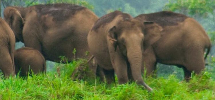 Agasthiyamalai Elephant Reserve