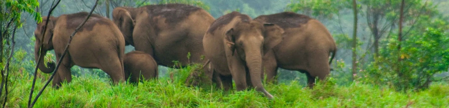 Agasthiyamalai Elephant Reserve