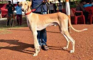 Mudhol Hounds are being sent to various parts of the world. The demand for the breed has gone up in the country.