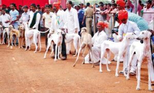 Farmers who breed Mudhol Hounds are mostly from Dalit and tribal families in Bagalkot.