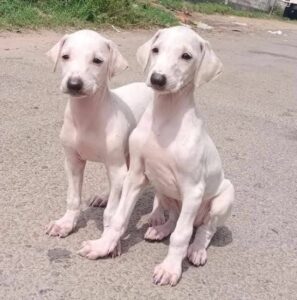 Mudhol Hound pups are now in high demand.