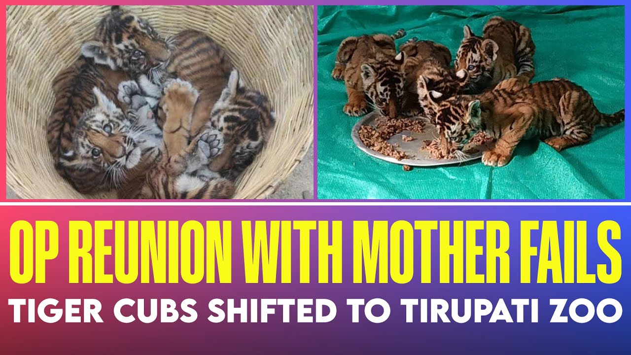 Andhra tiger cubs