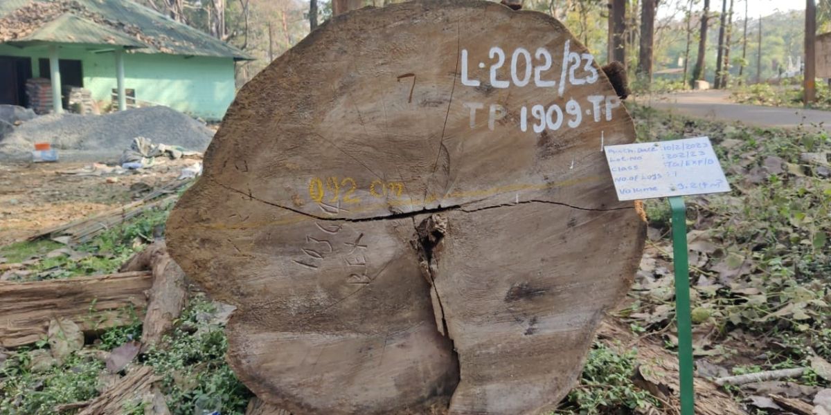 A part of the Nilambur teak that was auctioned for a record ₹40 lakh from the Forest depot in Nedumkayam in Nilambur