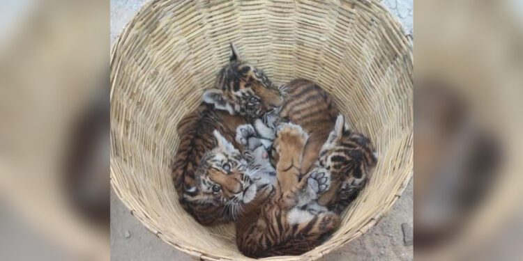 The tiger cubs abandoned near a village in the Nadyal district of Andhra Pradesh. (Supplied)