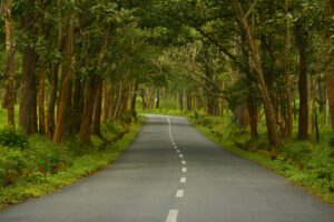 Karnataka Bandipur reserve forest