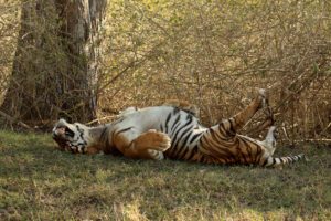 Karnataka poaching tiger