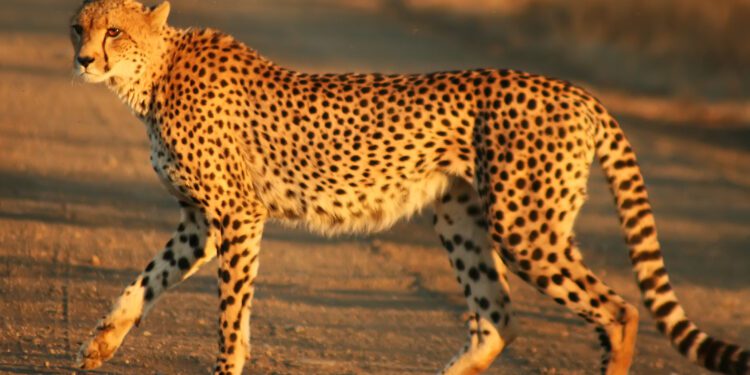 Cheetah 'Abdullah' gifted by Saudi princes dies in Hyderabad