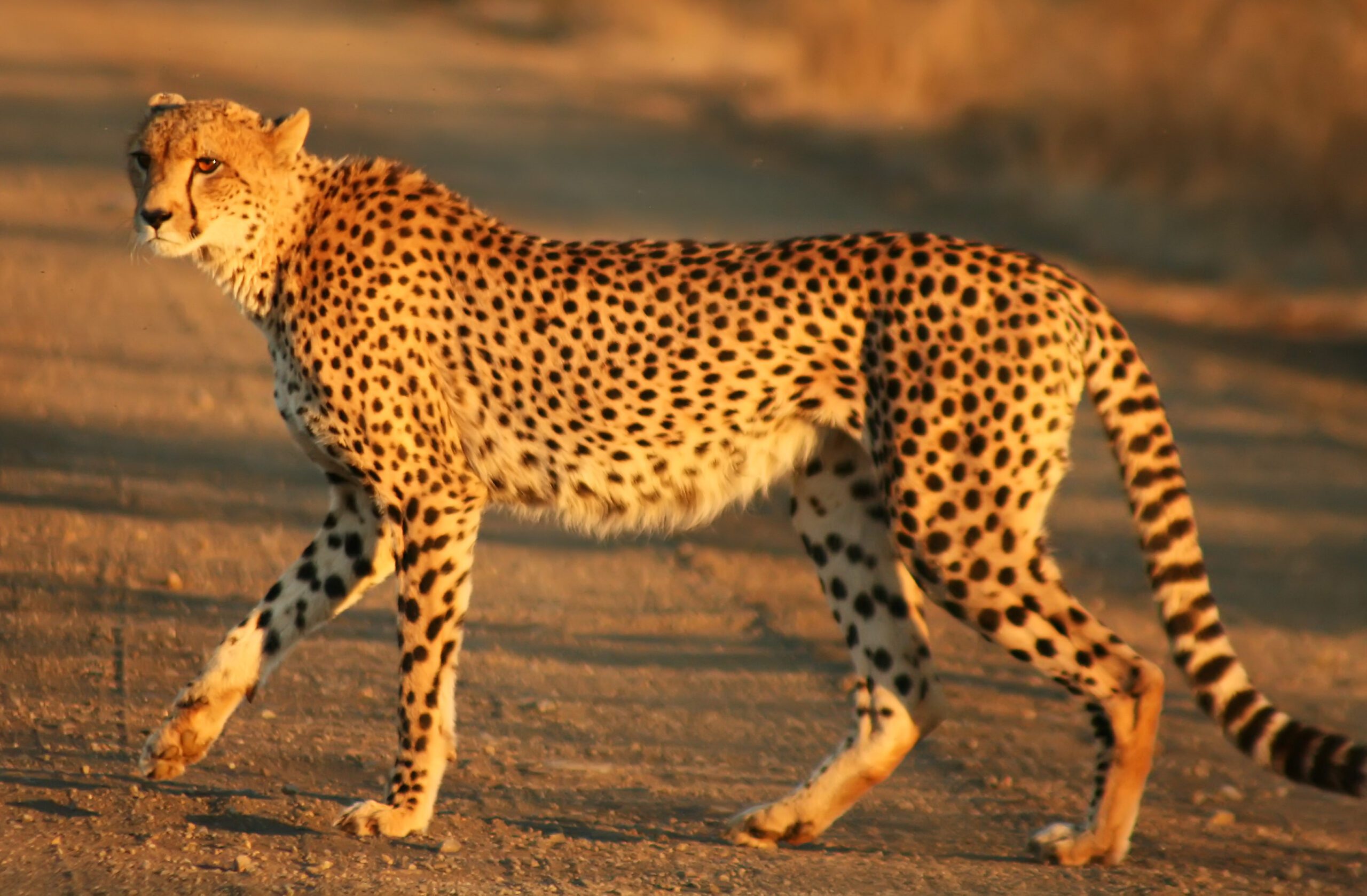 Cheetah 'Abdullah' gifted by Saudi princes dies in Hyderabad