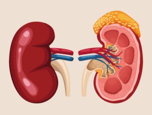 The kidney performs multiple roles including maintaining of blood pressure. (gstudioimagen1/Freepik)
