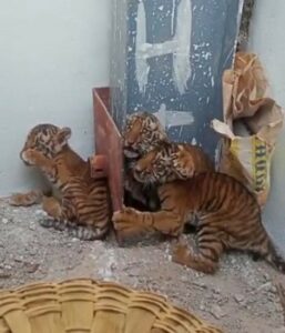The tiger cubs found near a village in the Nadyal district of Andhra Pradesh. (Supplied)