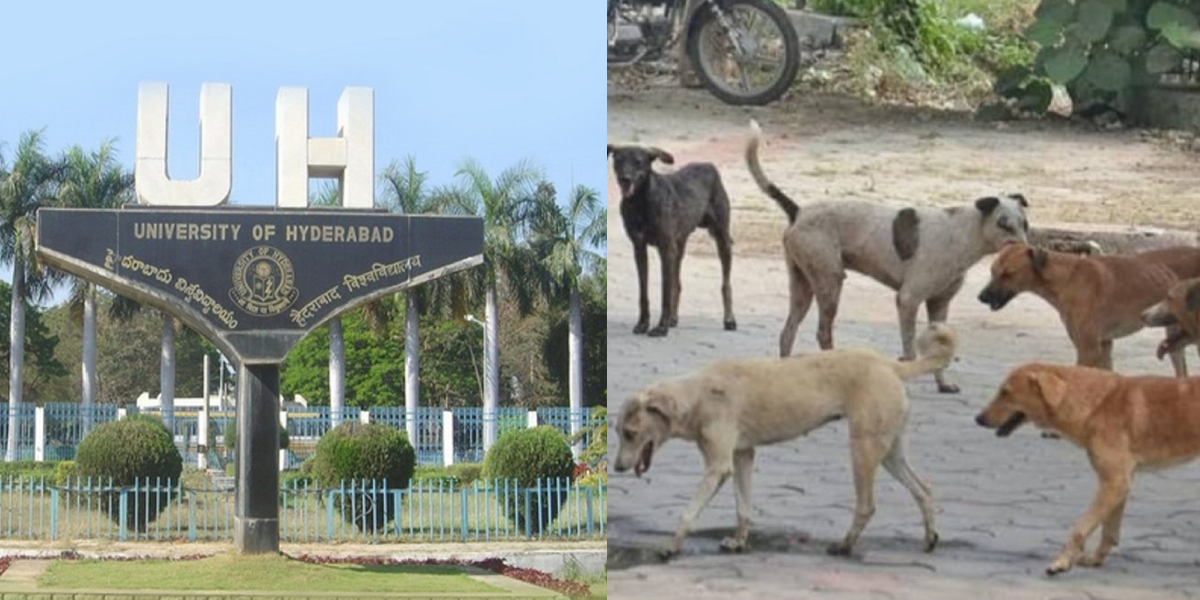 University of Hyderabad (UOH) asked students and staff members to “avoid” feeding stray dogs inside the campus.