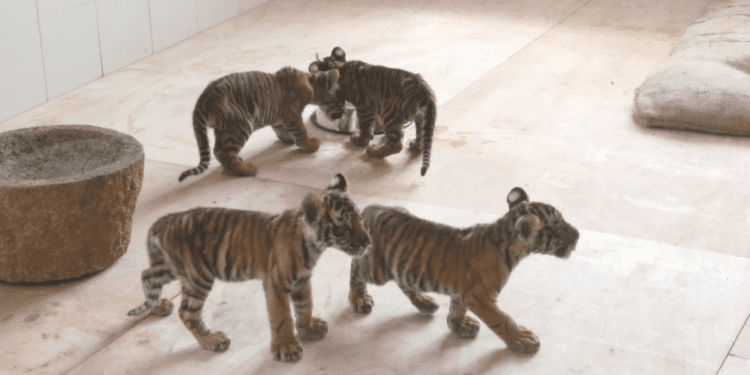The Andhra Pradesh Forest Department officials have shifted the cubs to SV Zoological Park in Tirupati. (Supplied)