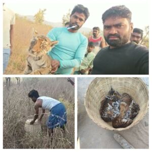 The cubs were sighted by the villagers of Pedda Gummadapuram in Nandyal district. (Supplied)