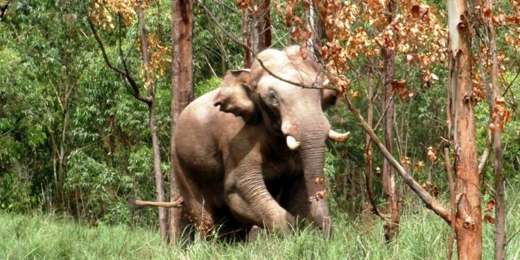 Arikomban Elephant Kerala