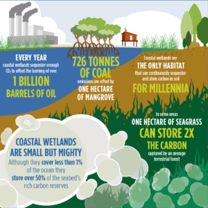 Mangrove carbon sequestration. (Wikimedia Commons)