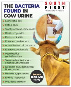 Cow urine bacteria
