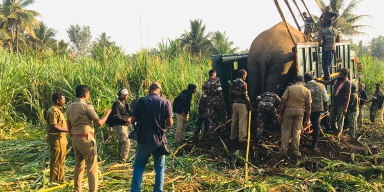 Operation Black Successful Rogue Tusker Karuppan caught after a Year-Long Struggle