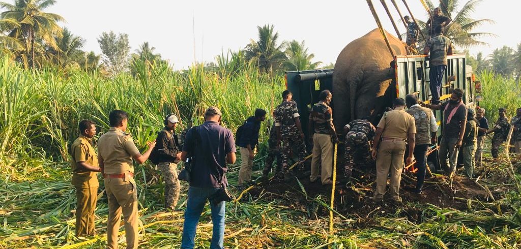 Operation Black Successful Rogue Tusker Karuppan caught after a Year-Long Struggle