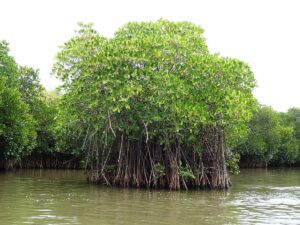 Mangrove forest. (Wikimedia Commons)